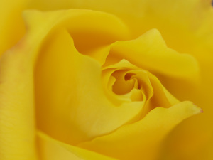 華やかな黄色のバラ