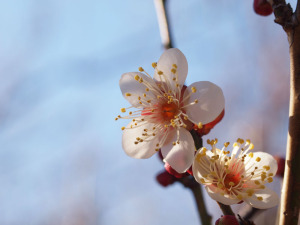 早咲きの梅（冬至）