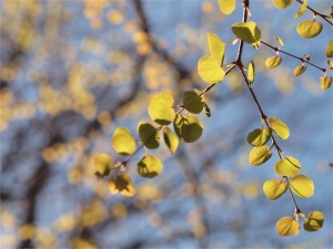 カツラ（桂）の芽吹き